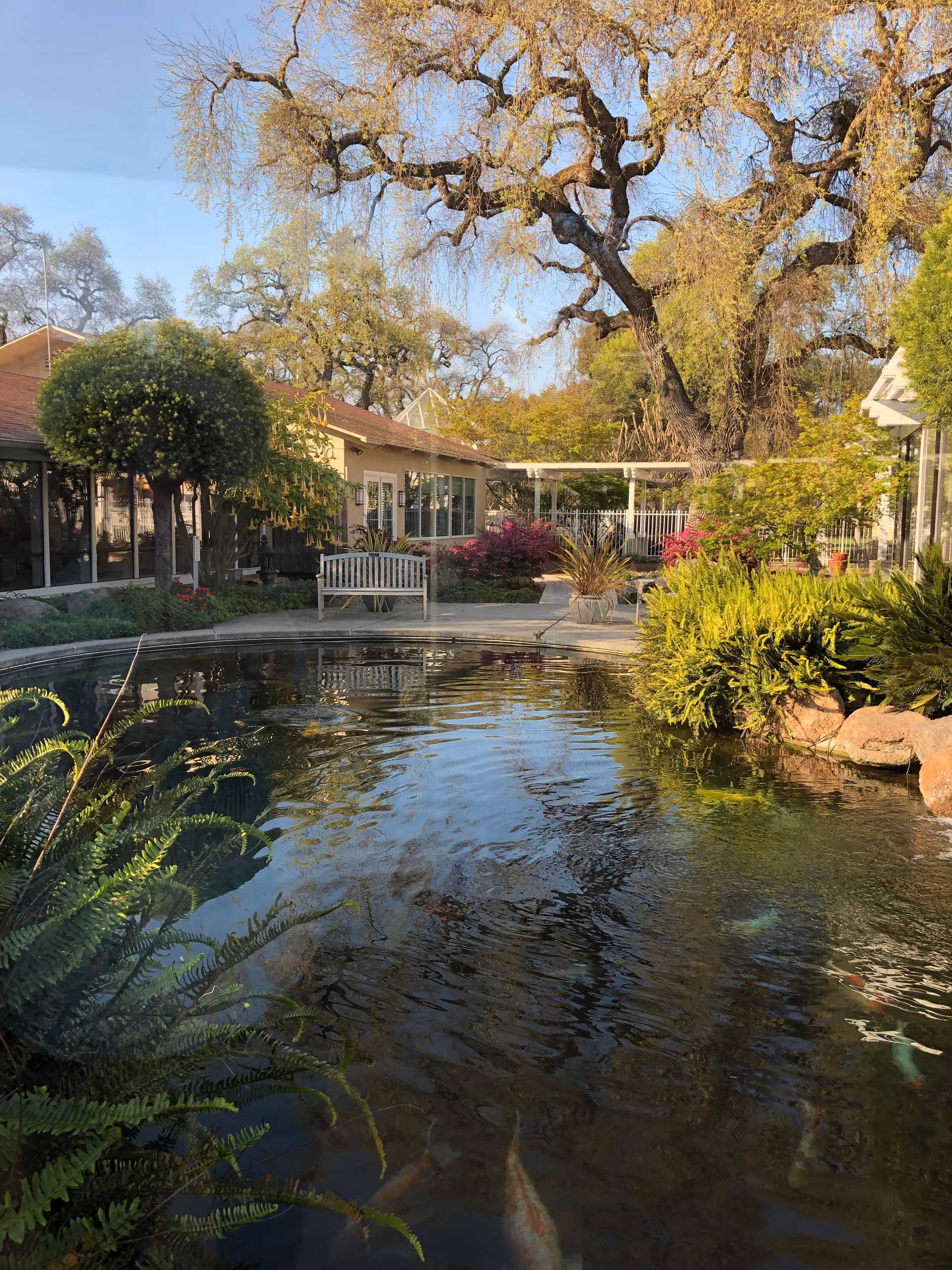 A tranquil outdoor garden area at O'Connor Woods featuring a pond with koi fish, surrounded by lush greenery, bushes, and trees. There is a wooden bench near the pond and buildings with large windows in the background under a clear blue sky.
