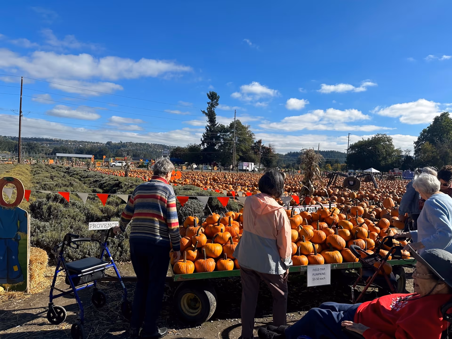A group of elderly people at a pumpkin patch on a sunny day. Several individuals are standing near a cart filled with small pumpkins, with a sign indicating the price. The background shows a large field filled with many pumpkins and some trees under a blue sky with scattered clouds.