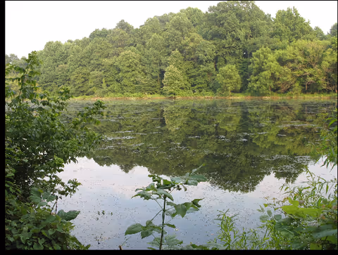 Calm lake reflecting a dense line of green trees, with leafy foreground.