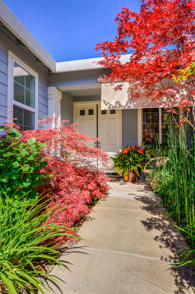 A concrete walkway leading to a white double front door of a house with gray siding. The walkway is bordered by lush green and red foliage, including a vibrant red Japanese maple tree on the right and left sides. There is a potted plant with orange flowers near the entrance, and a chair is partially visible on the right side. The sky is clear and blue.