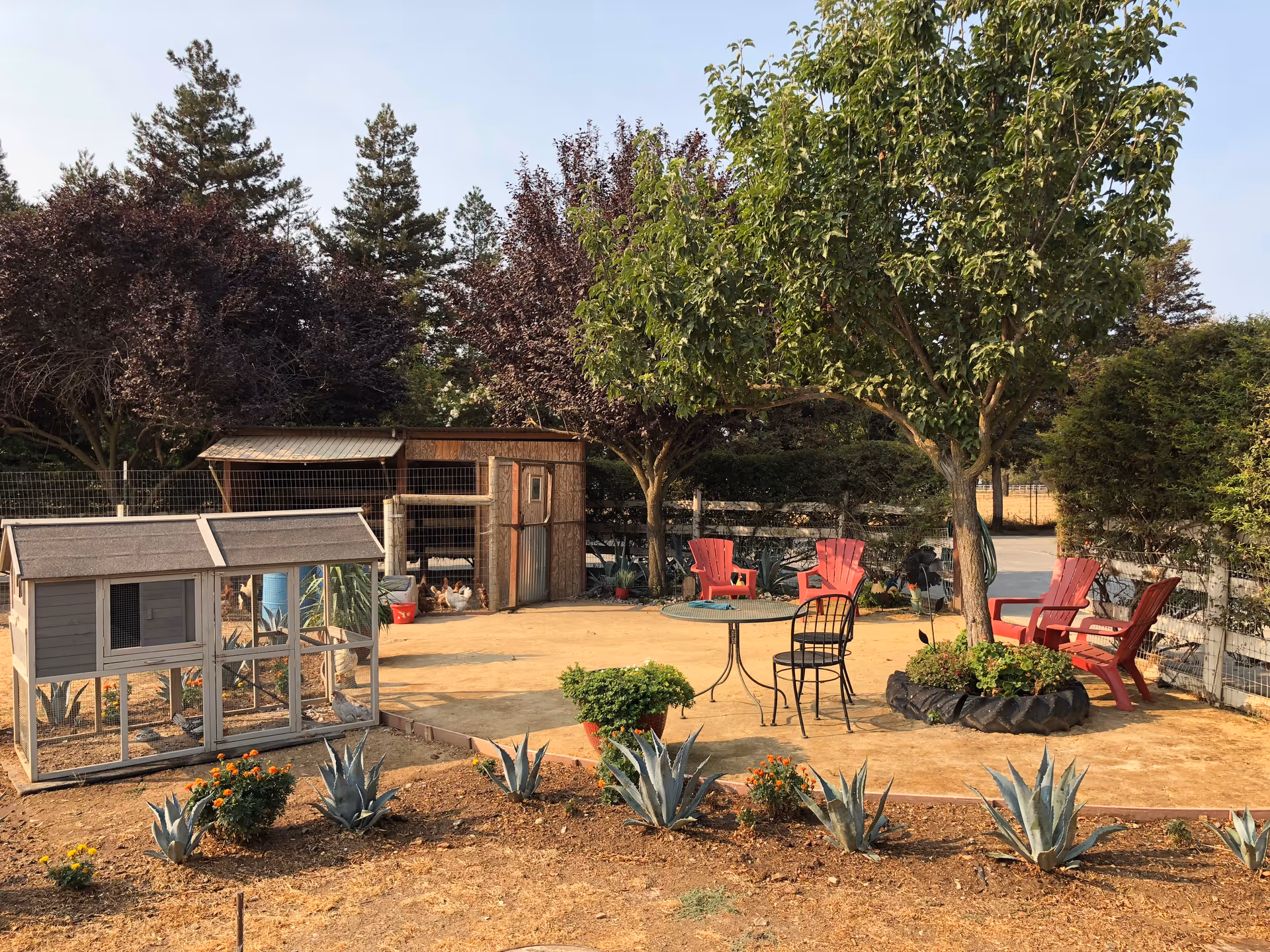 Outdoor garden area with a small chicken coop on the left, several agave plants and flowers in the foreground, and a seating area with red chairs and a round table under trees in the background.