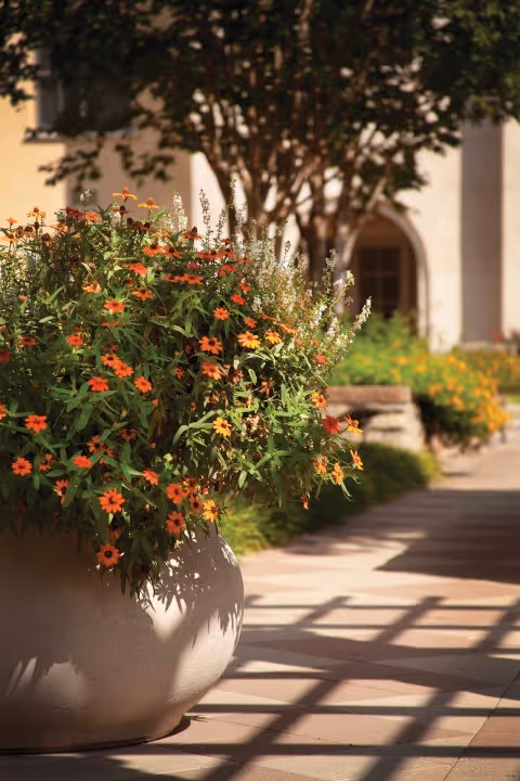 Large planter filled with orange and yellow flowers placed on a sunlit paved walkway with shadows from a pergola. In the background, there is a building with an arched doorway and more greenery.