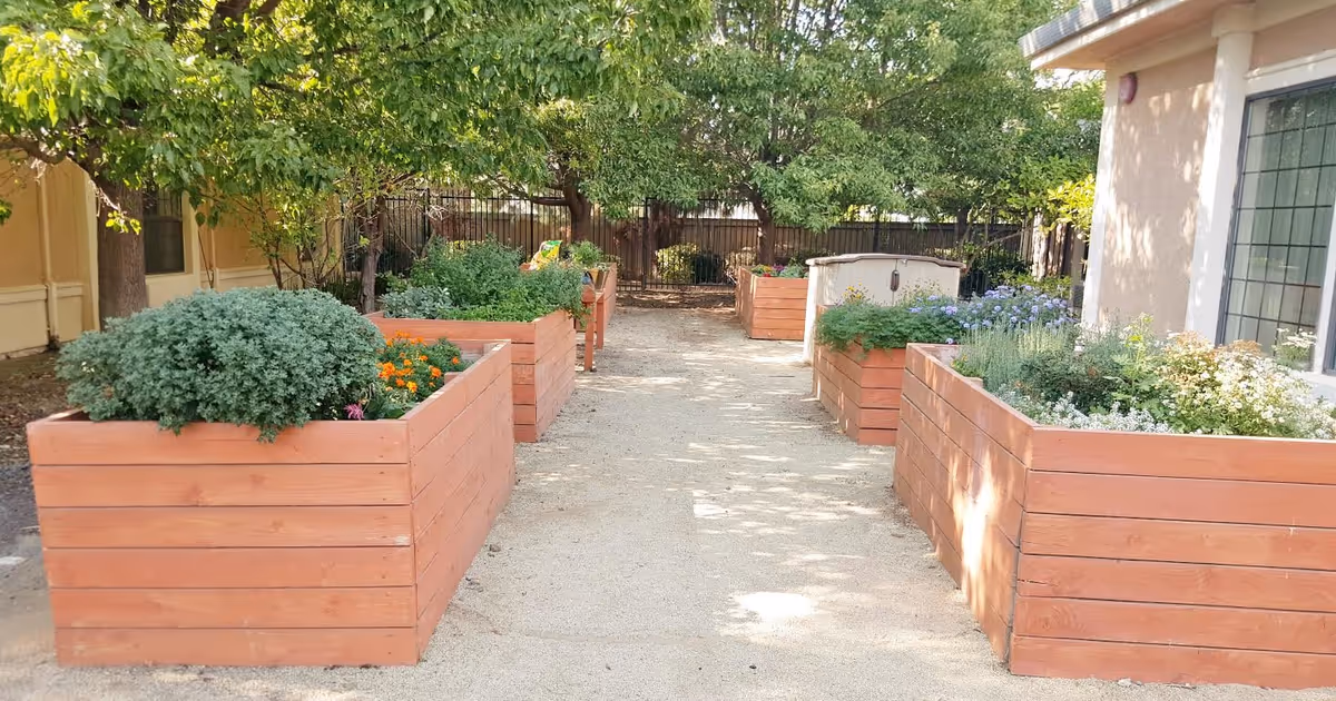 Outdoor garden area with multiple raised wooden planter boxes filled with various green plants and flowers, surrounded by trees and adjacent to a building with windows.