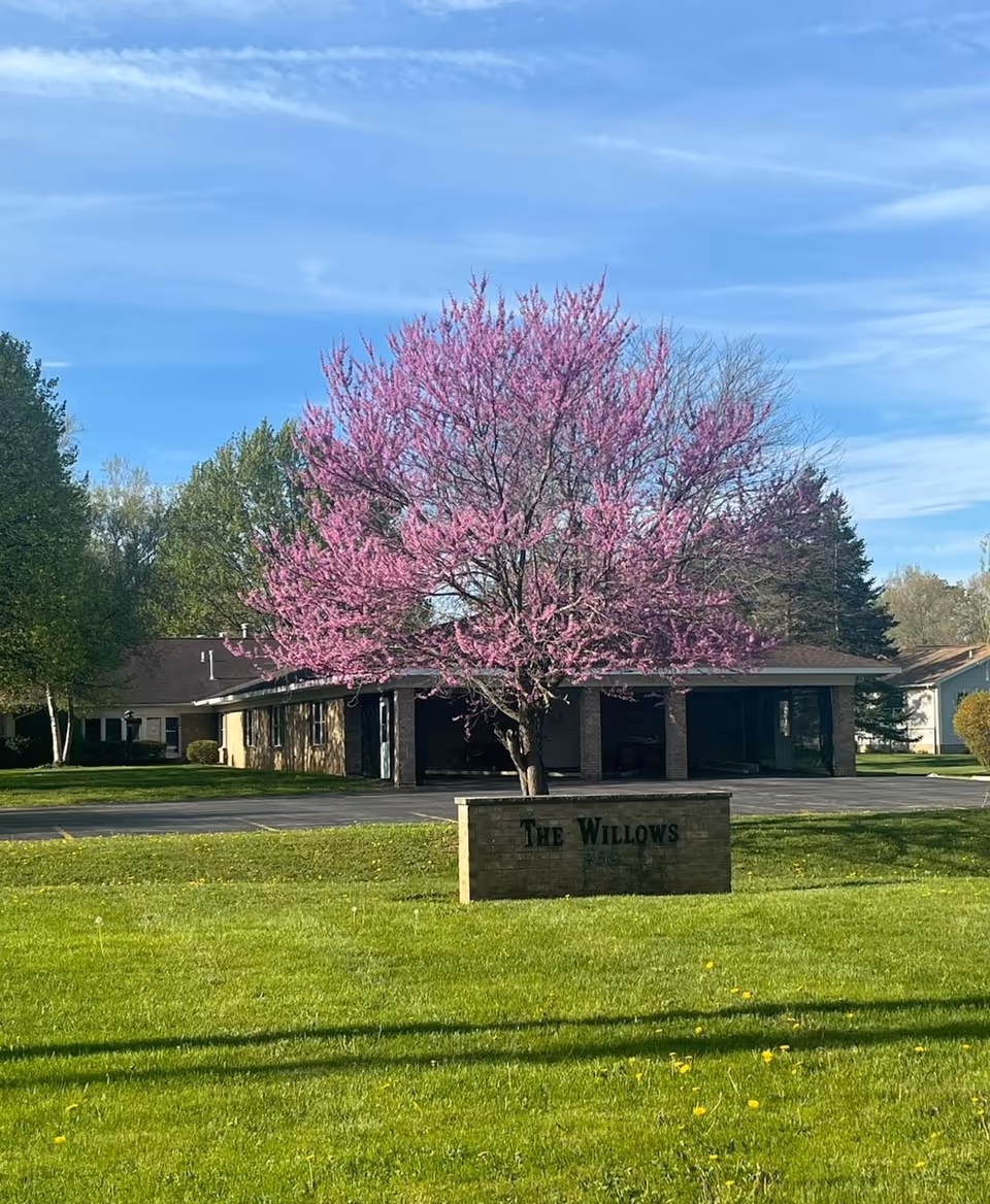 A single-story building with a brown roof partially obscured by a tree with bright pink blossoms in front. There is a green lawn in the foreground and a sign made of brick that reads 'THE WILLOWS'. The sky is blue with some wispy clouds.
