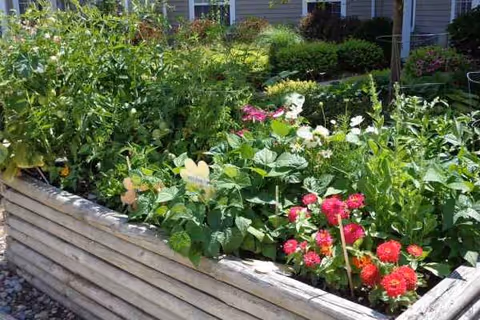 Raised wooden garden beds with colorful flowers in front of a senior living facility.