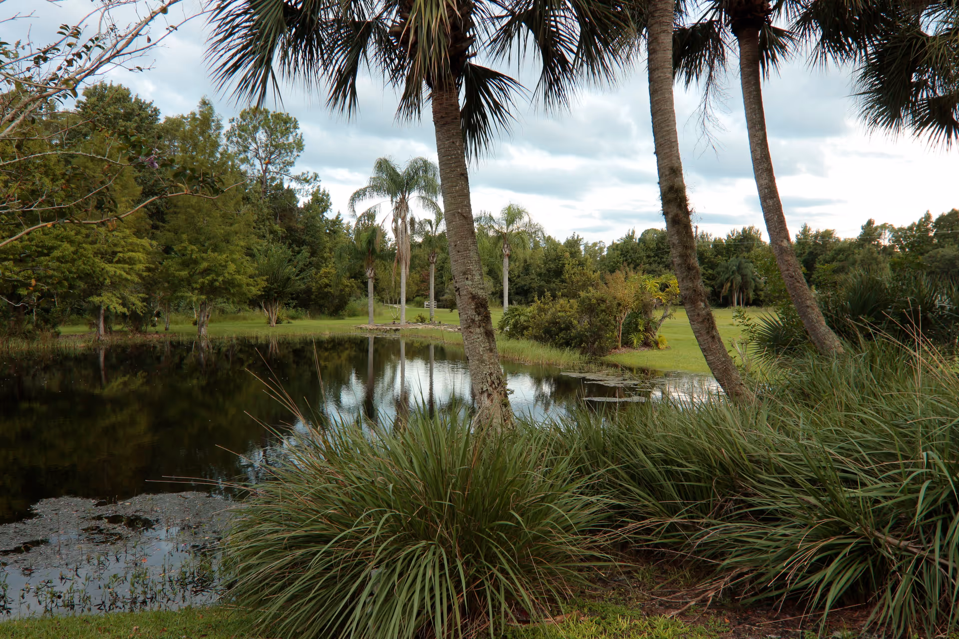 A serene outdoor scene featuring a small pond surrounded by lush greenery and palm trees under a cloudy sky.