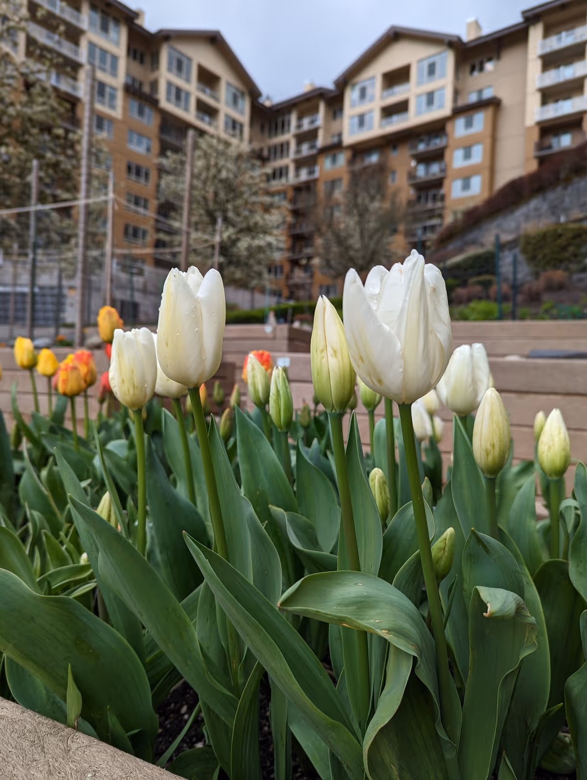 Close-up view of white and yellow tulips in a garden bed with a multi-story residential building in the background under a cloudy sky.