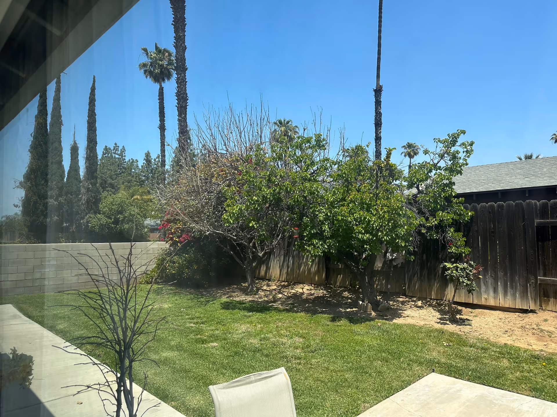 View through a window showing a backyard with green grass, several trees including palm trees, a wooden fence, and a clear blue sky.