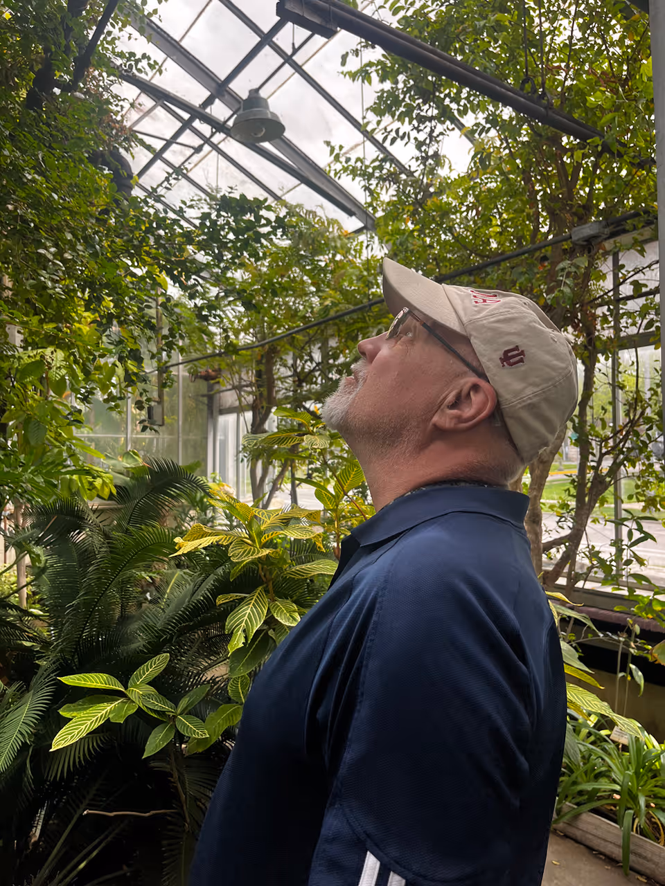 A man wearing a beige cap and glasses looks up inside a greenhouse filled with various green plants and trees under a glass roof.