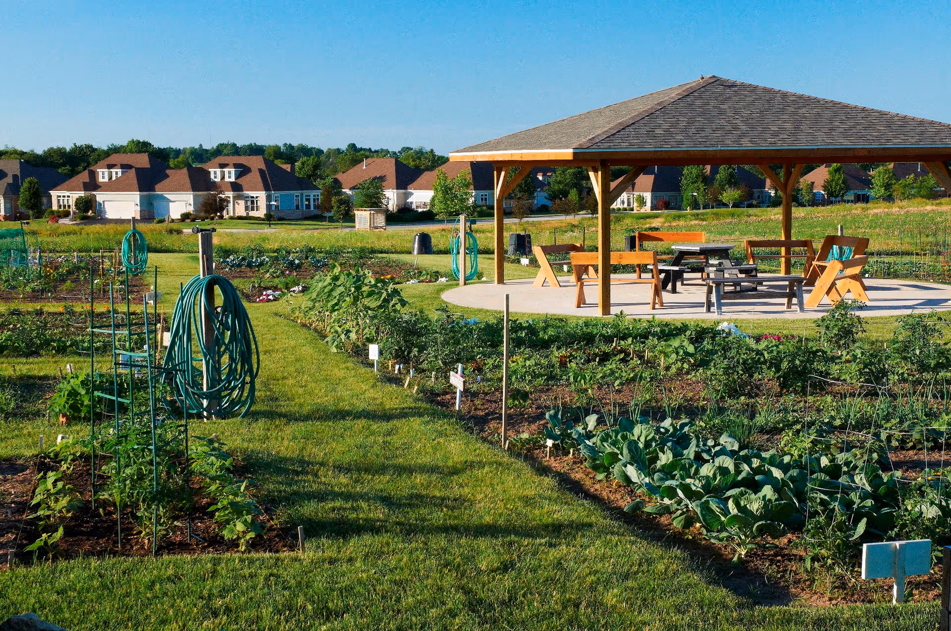 A community garden with various plants growing in neatly arranged plots, green grass pathways, garden hoses on stands, and a wooden gazebo with benches and tables under a clear blue sky. Residential houses are visible in the background.
