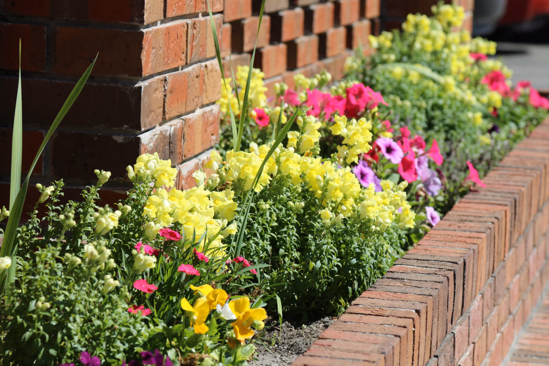 A brick planter along a building filled with yellow, pink, and purple flowers.