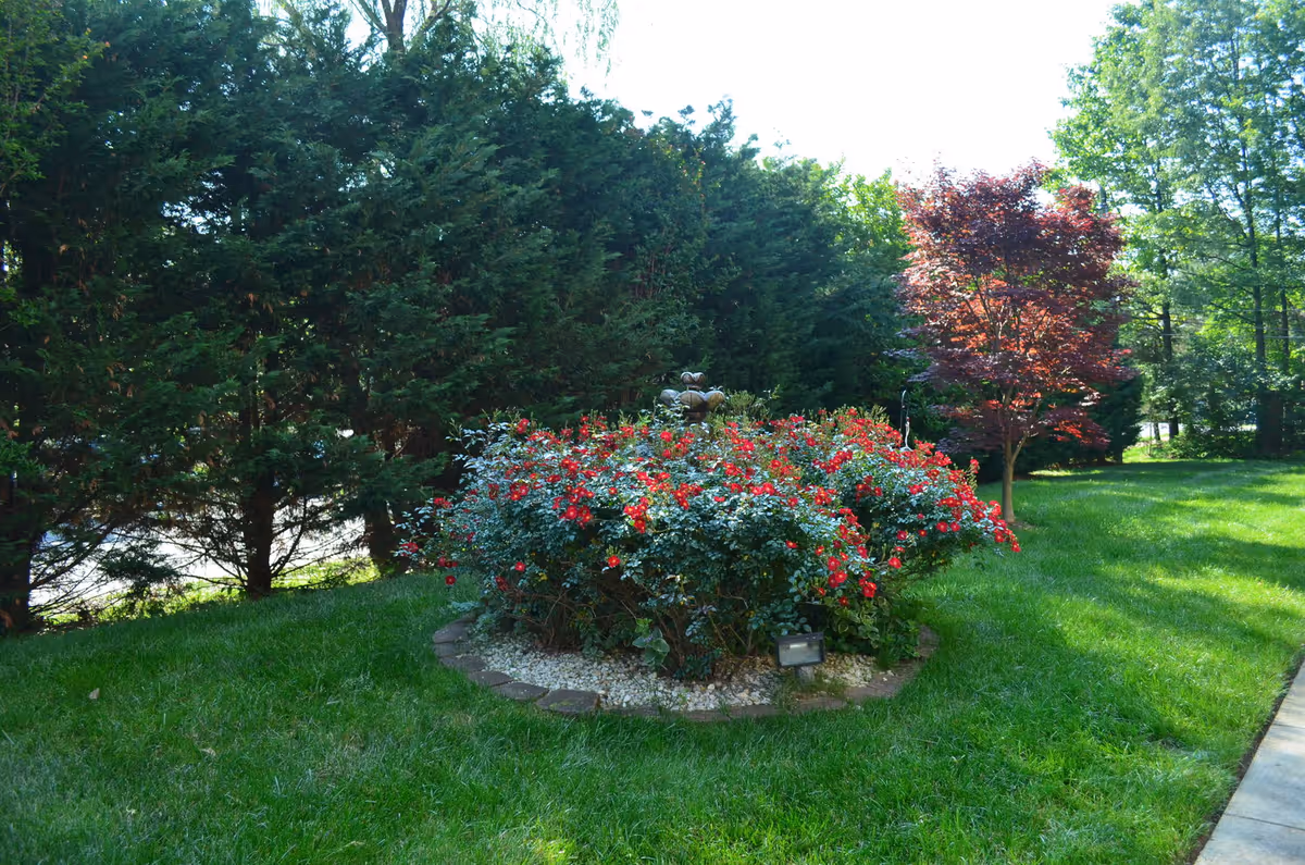 Circular flower bed of red roses surrounded by greenery and a stone border.