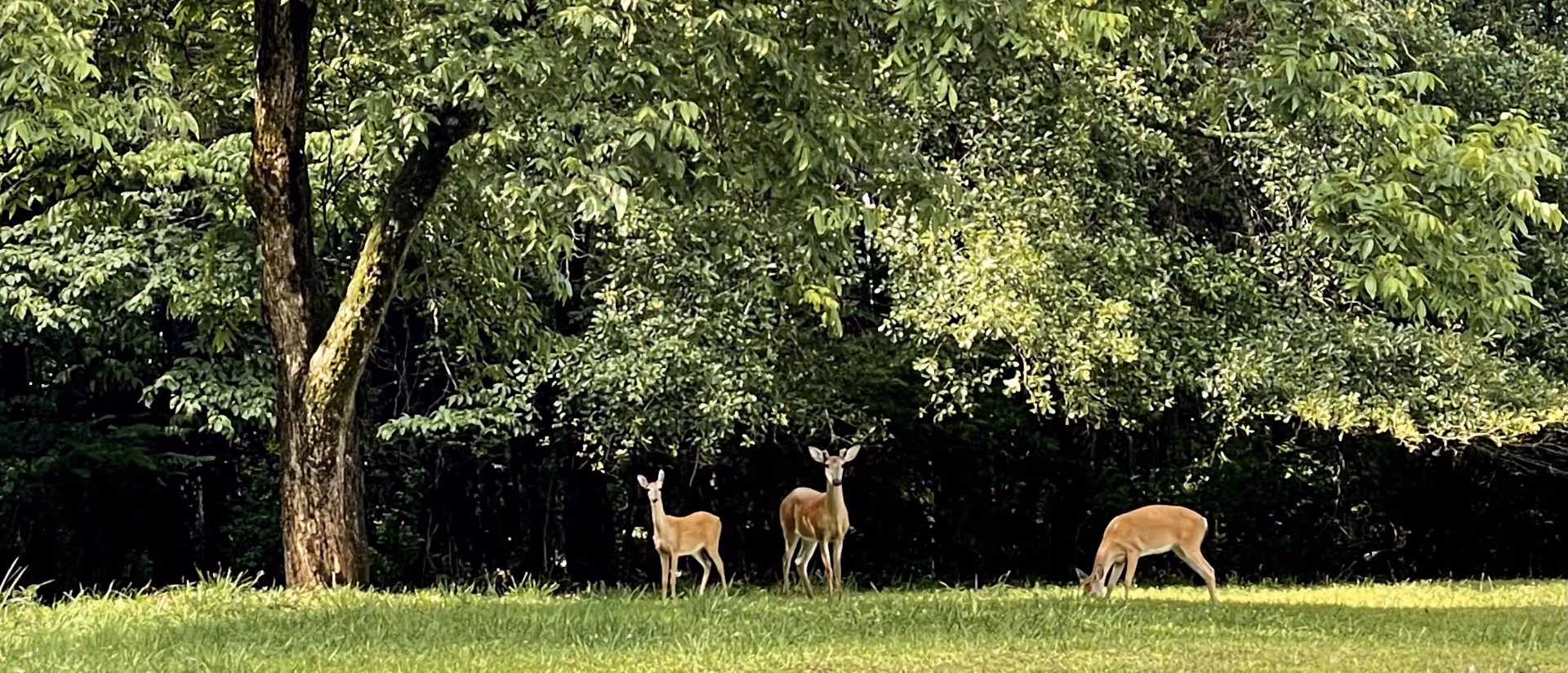 Three deer standing and grazing on a grassy area near a large tree with dense green foliage in the background.