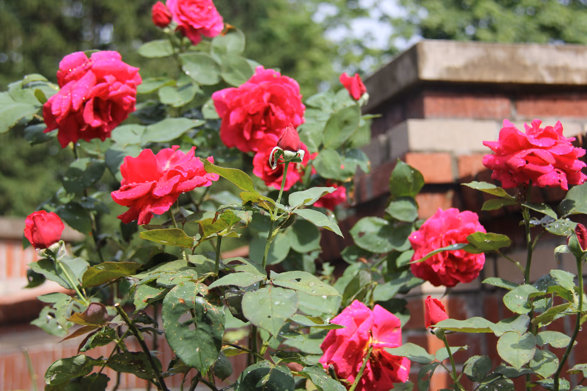 Bright pink roses blooming in a garden in front of a brick wall.