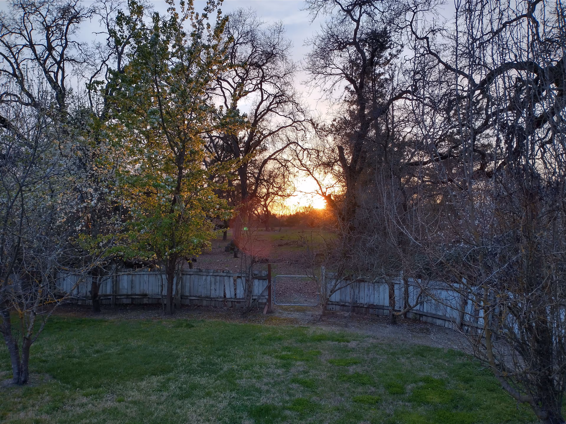 A backyard view at sunset with a green lawn in the foreground, a wooden fence with a metal gate in the middle, and various trees with some leaves and some bare branches surrounding the area.