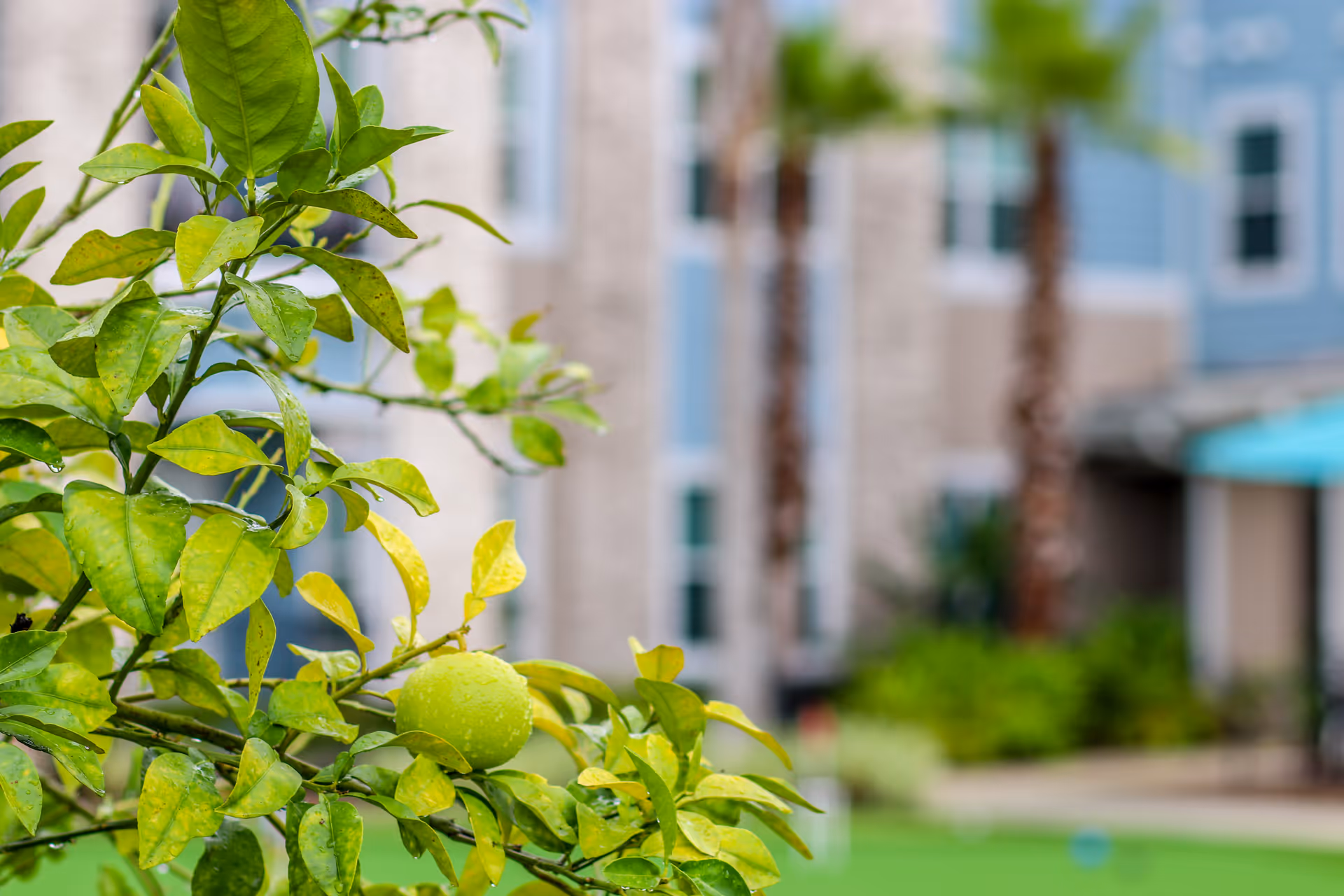 Close-up of a green citrus fruit and leaves on a tree branch with a blurred background showing a building, palm trees, and outdoor greenery.