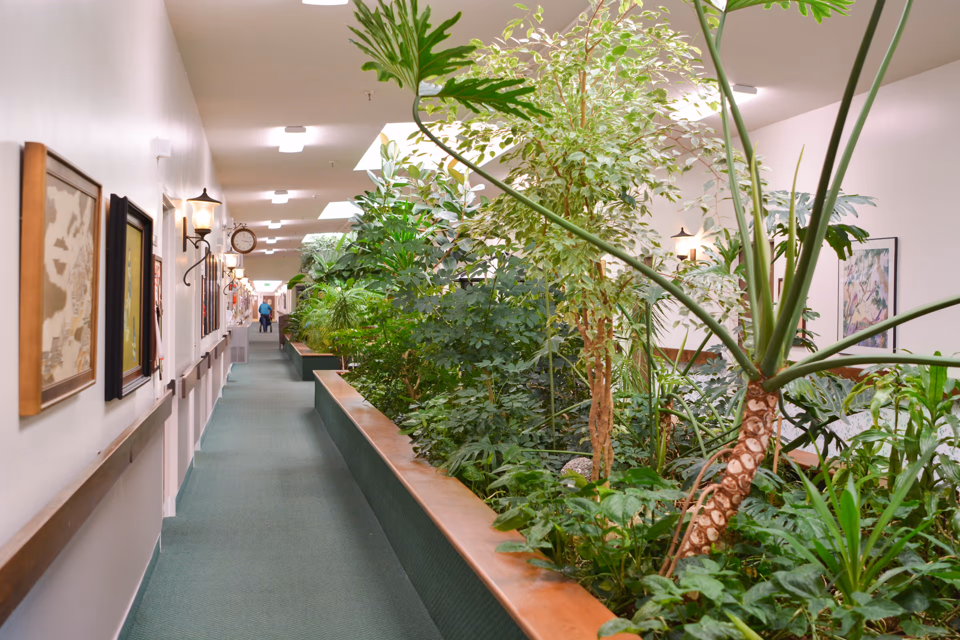 Indoor hallway in an assisted living facility with green carpeting and a large planter filled with various green plants and trees running along the right side. The left wall is decorated with framed pictures and wall-mounted lamps. A person is seen walking in the distance.