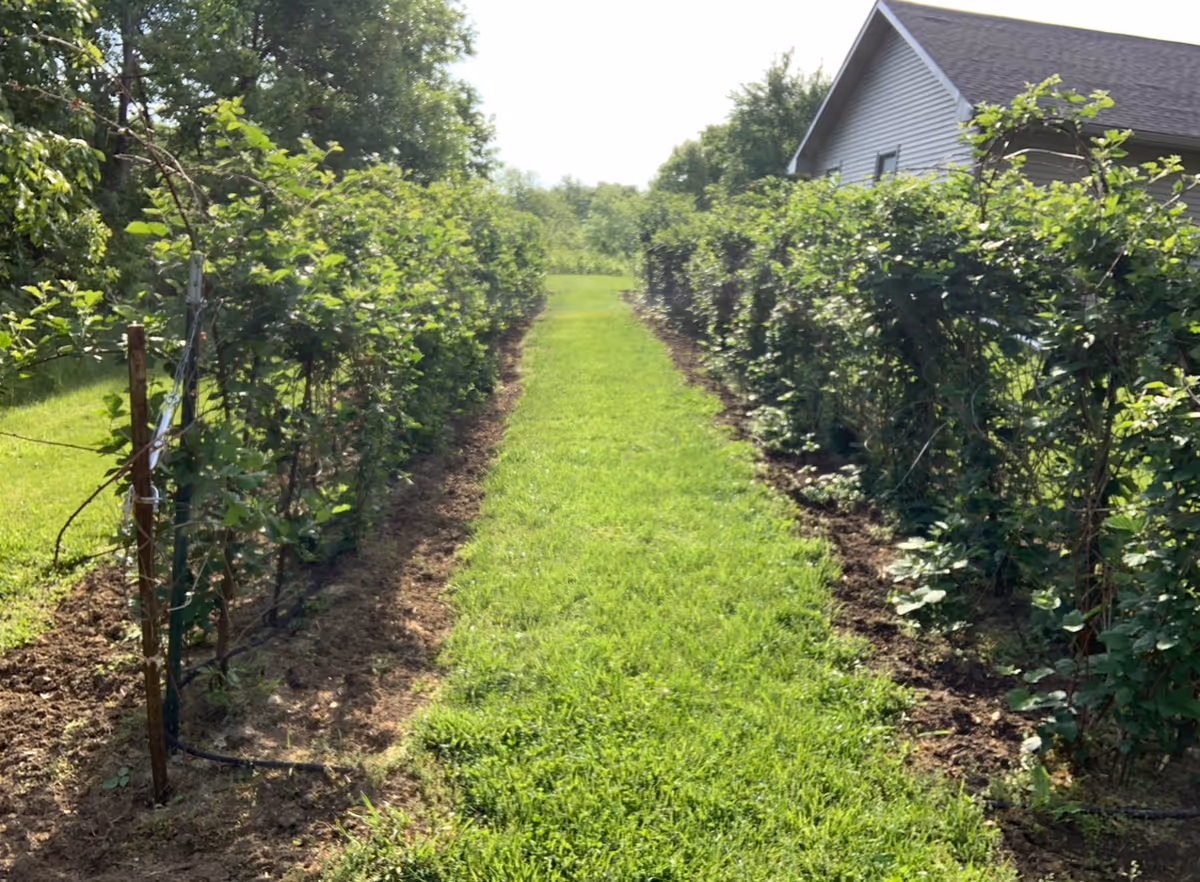 A grassy pathway flanked by rows of green bushes or small trees on both sides, with a building partially visible on the right side under a clear sky.
