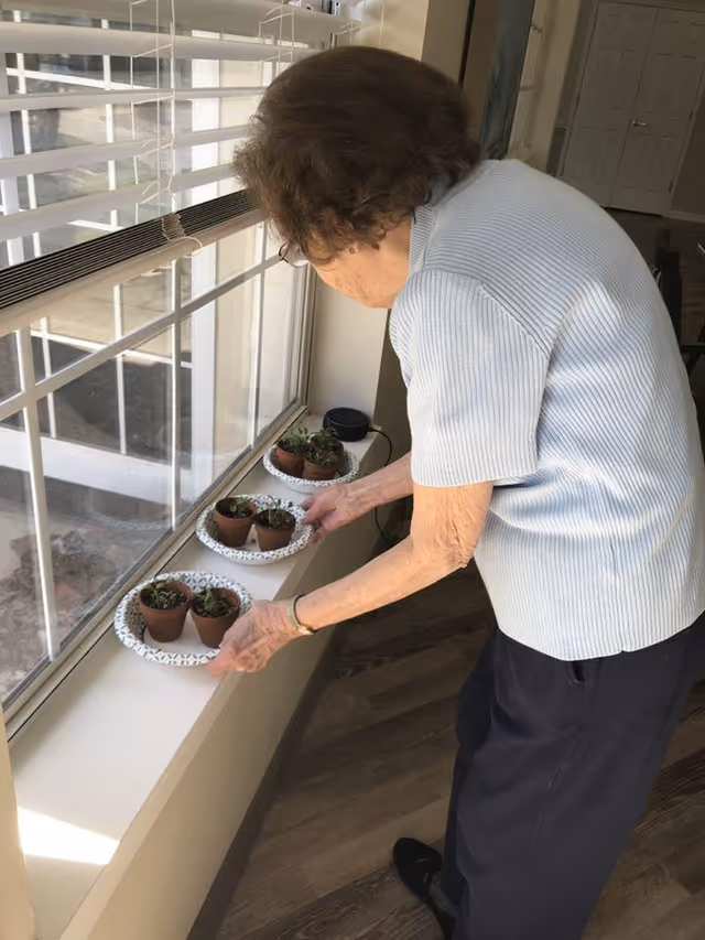 An elderly woman wearing a light blue short-sleeve shirt and dark pants is placing small potted plants on paper plates along a windowsill inside a room with wooden flooring.