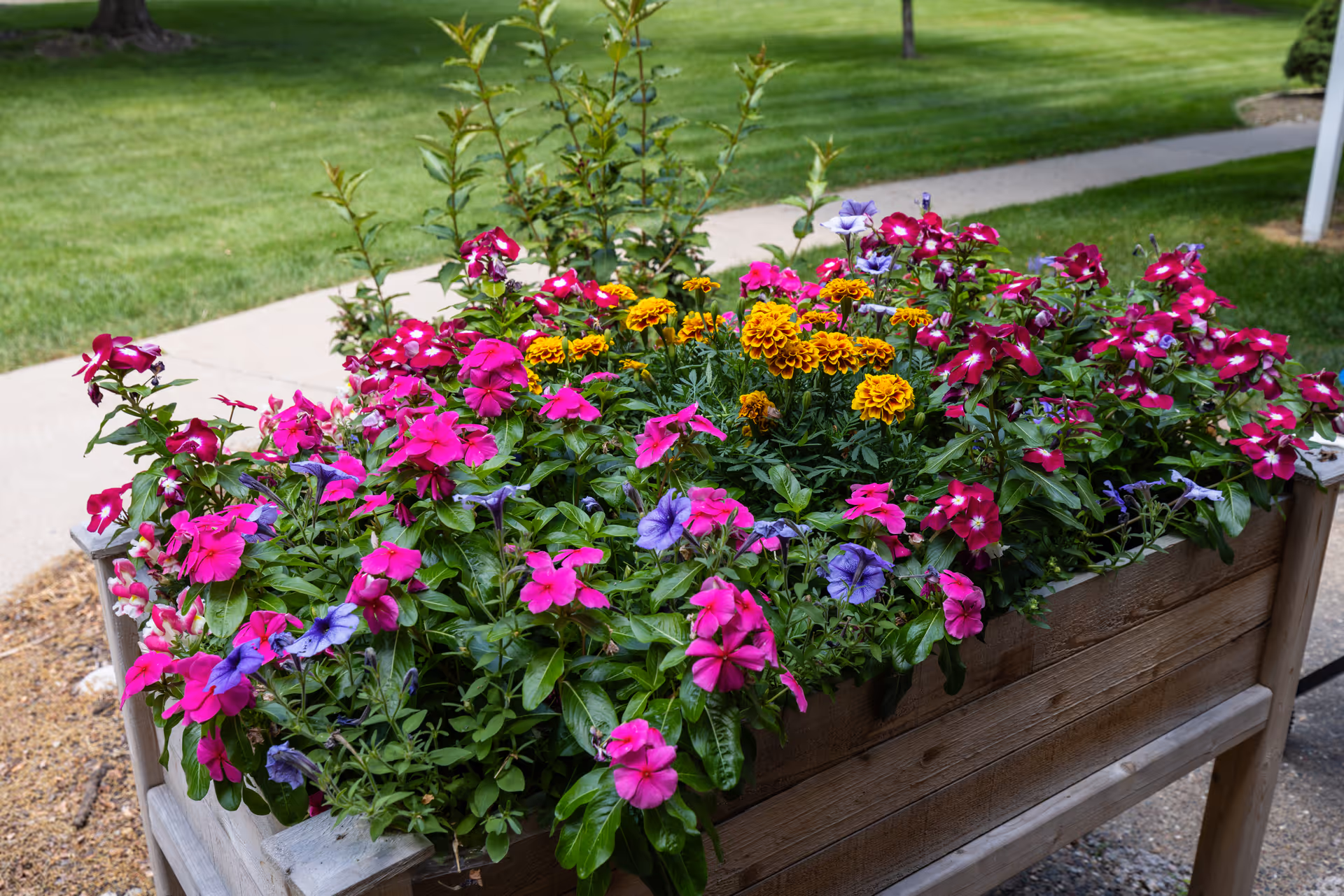 A wooden planter box filled with vibrant pink, purple, and yellow flowers, situated outdoors on a paved path with green grass in the background.