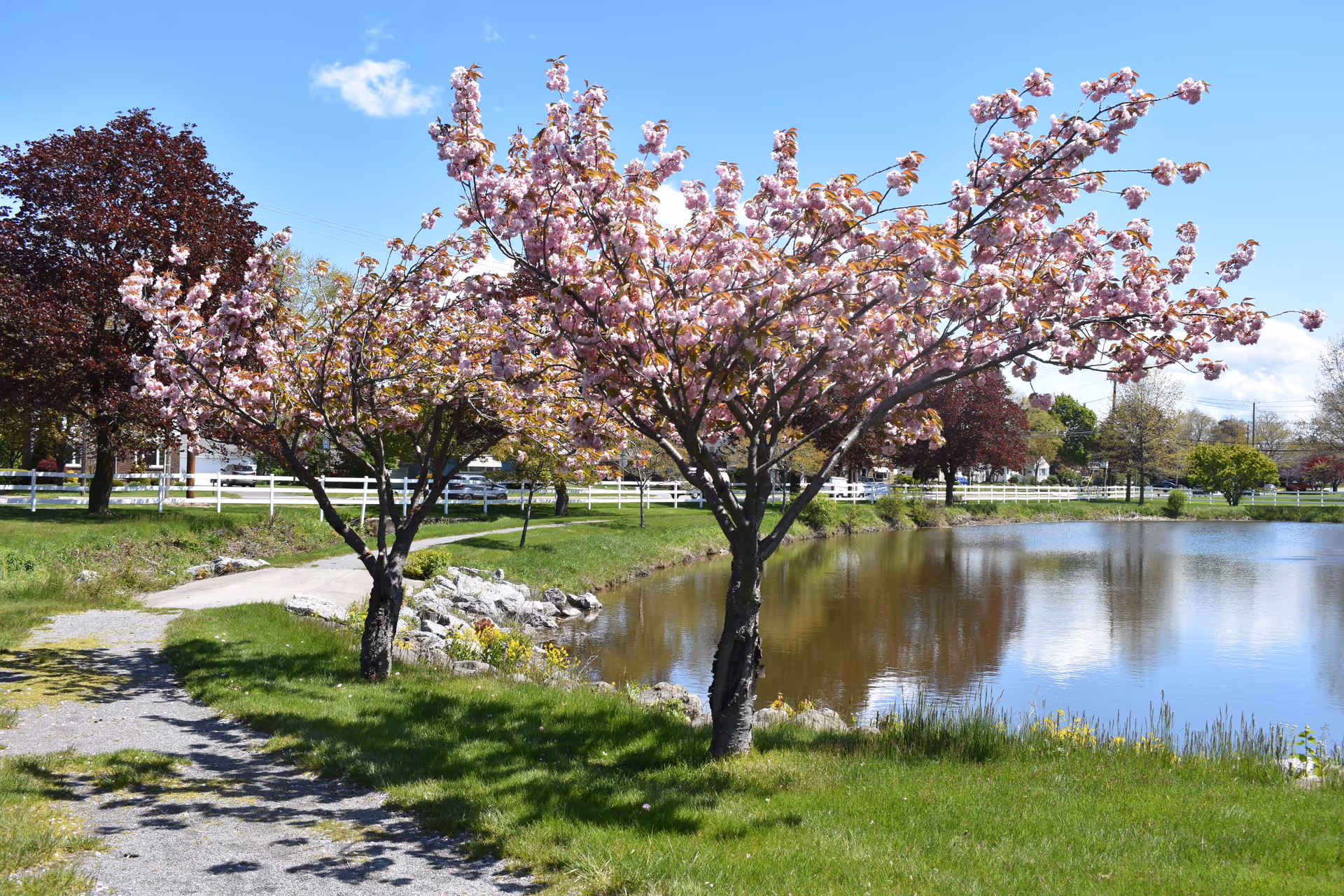 A peaceful outdoor scene at St. John's Meadows featuring a small pond with calm water reflecting the blue sky and surrounding trees. Two blooming cherry blossom trees with pink flowers stand near a gravel path that curves alongside the pond. Green grass and various other trees with green and reddish leaves are visible in the background under a clear blue sky.