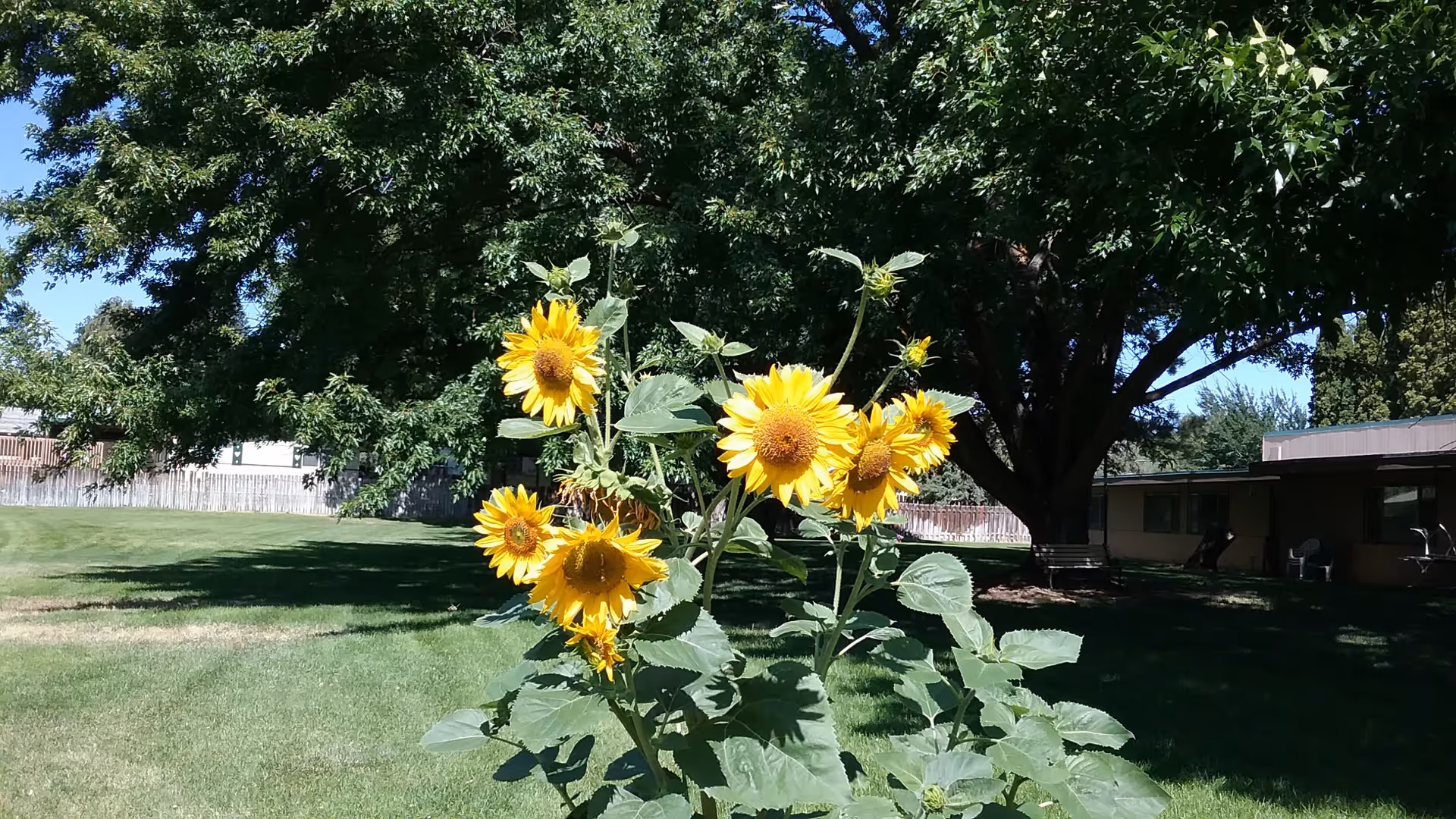 A cluster of bright yellow sunflowers in the foreground with a large leafy tree and a building in the background, set on a well-maintained grassy lawn under a clear blue sky.