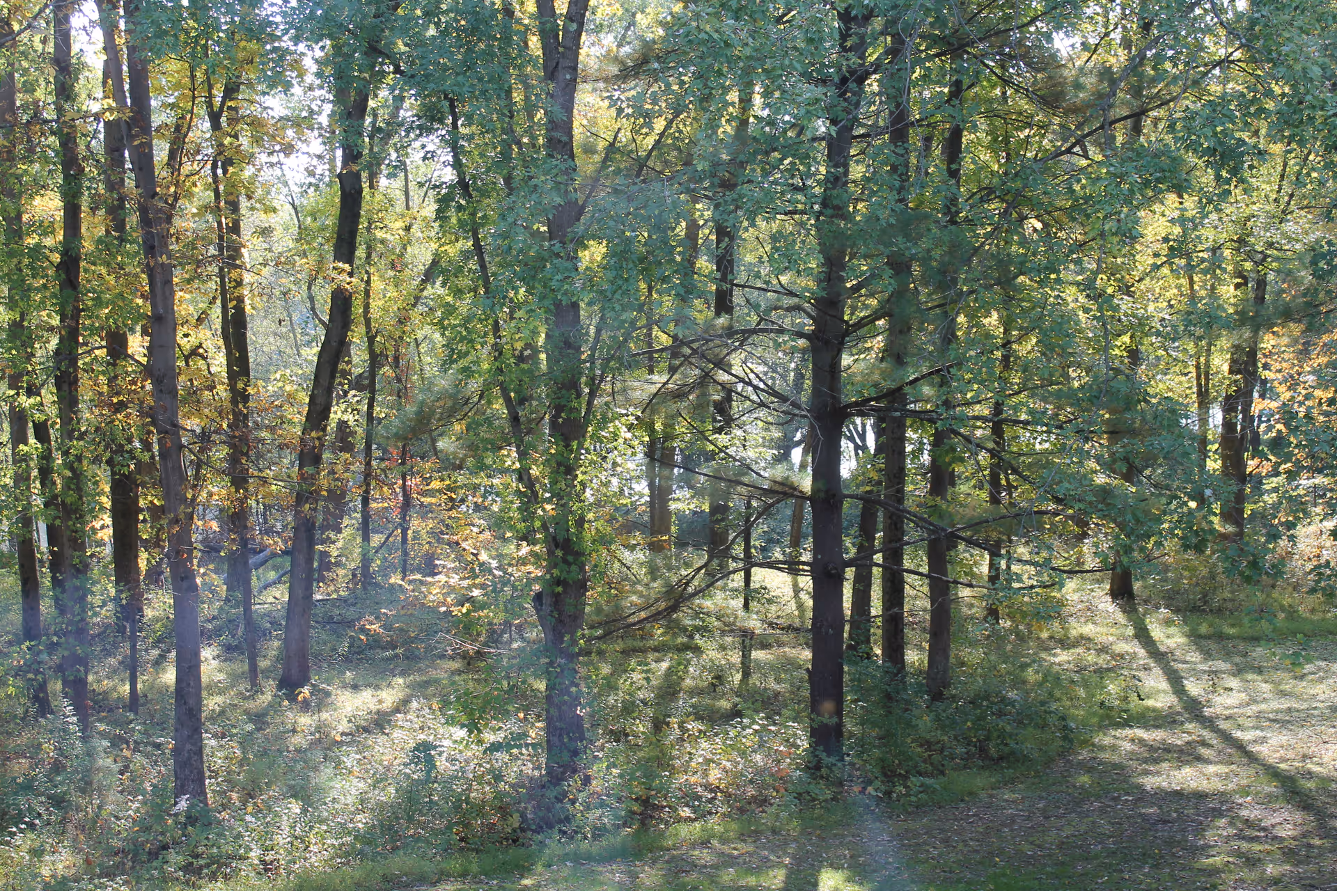 A sunlit wooded area with tall trees and green foliage, casting shadows on the grassy ground below.