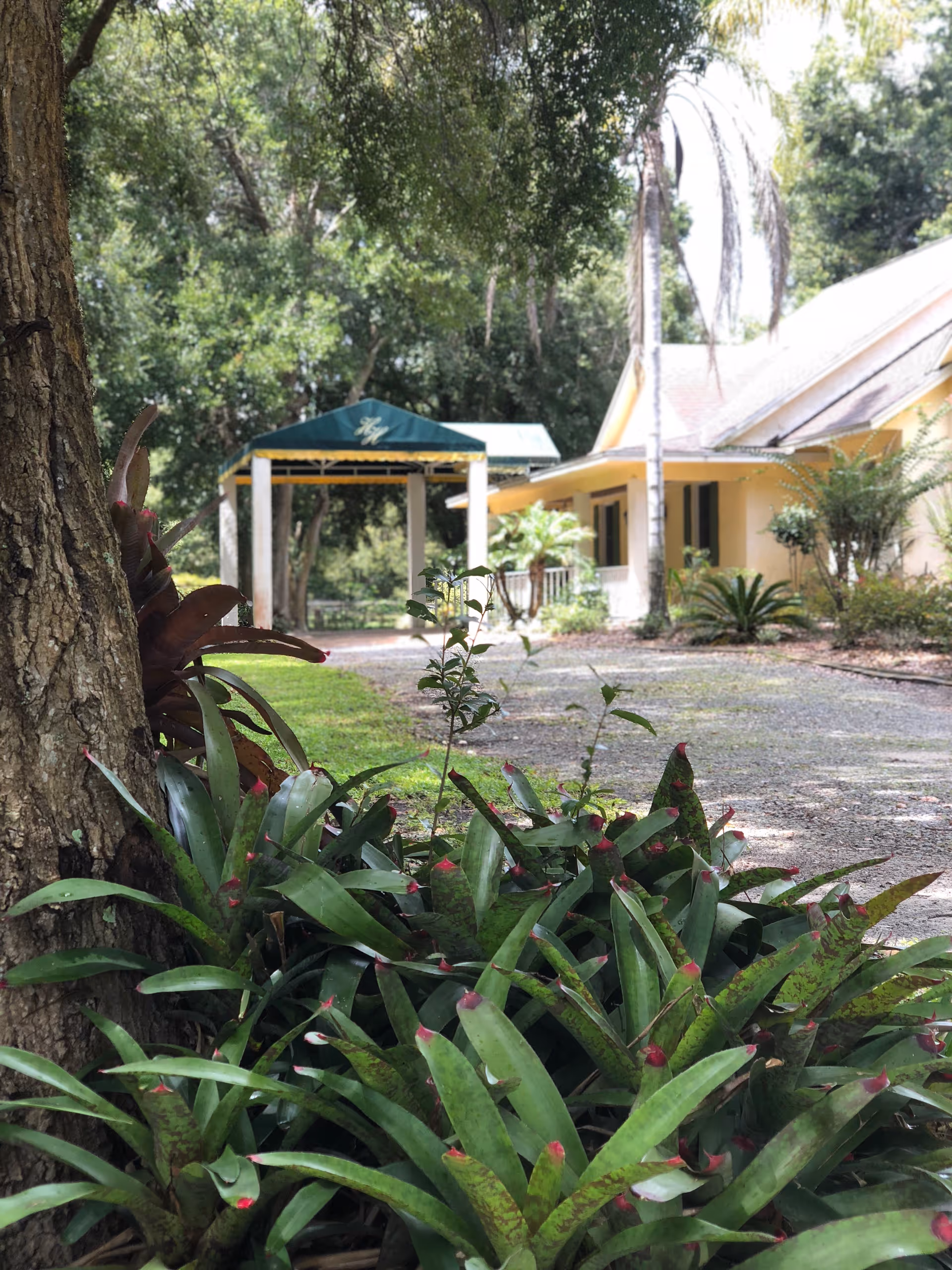 A garden area with green leafy plants and a large tree trunk in the foreground. In the background, there is a yellow building with a porch and a green canopy structure with the initials 'HH' on it. Tall trees and greenery surround the area, creating a peaceful outdoor environment.