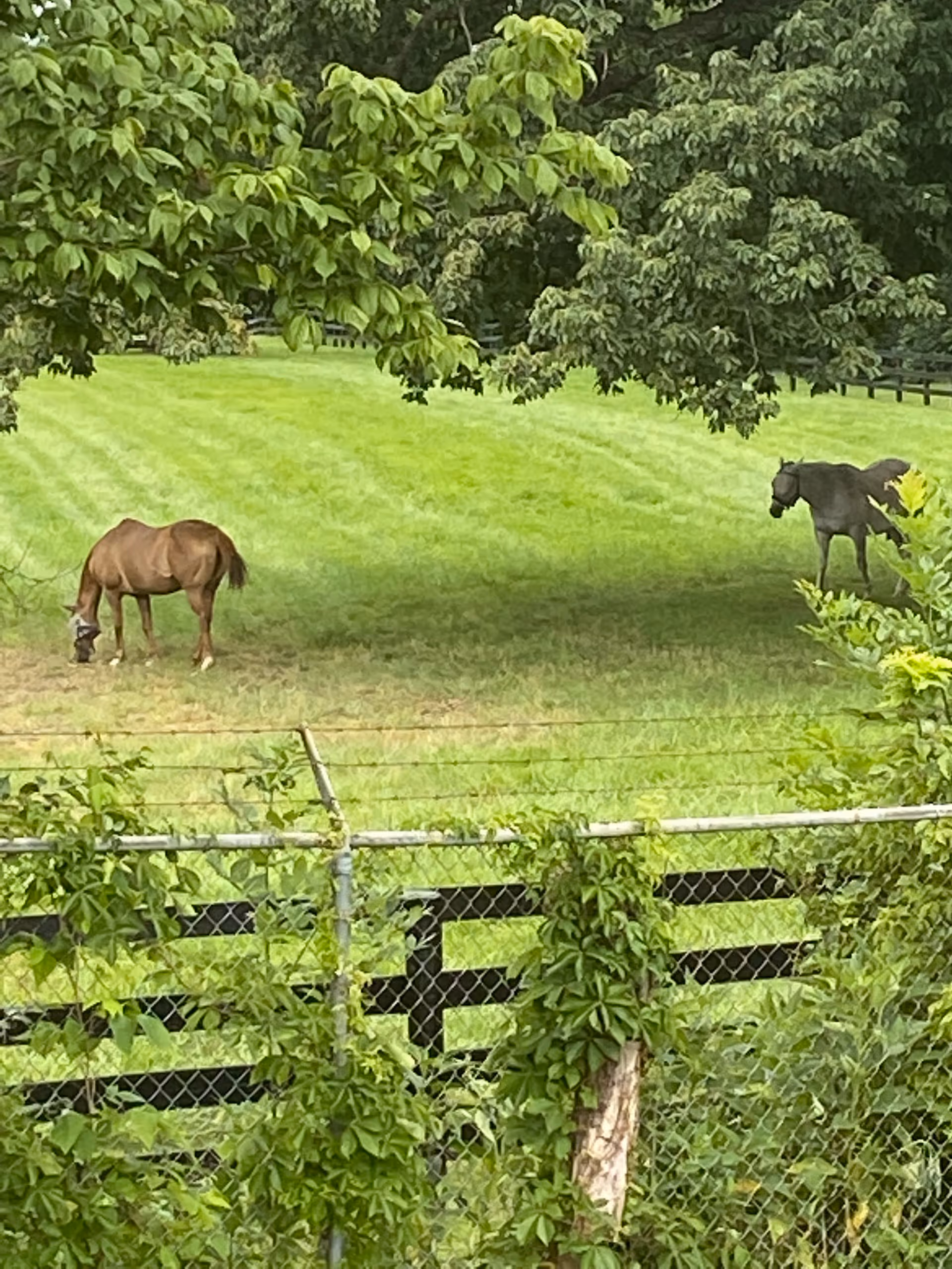 A green grassy field with two horses grazing, surrounded by trees and a black wooden fence with a chain-link fence in front covered with green vines.