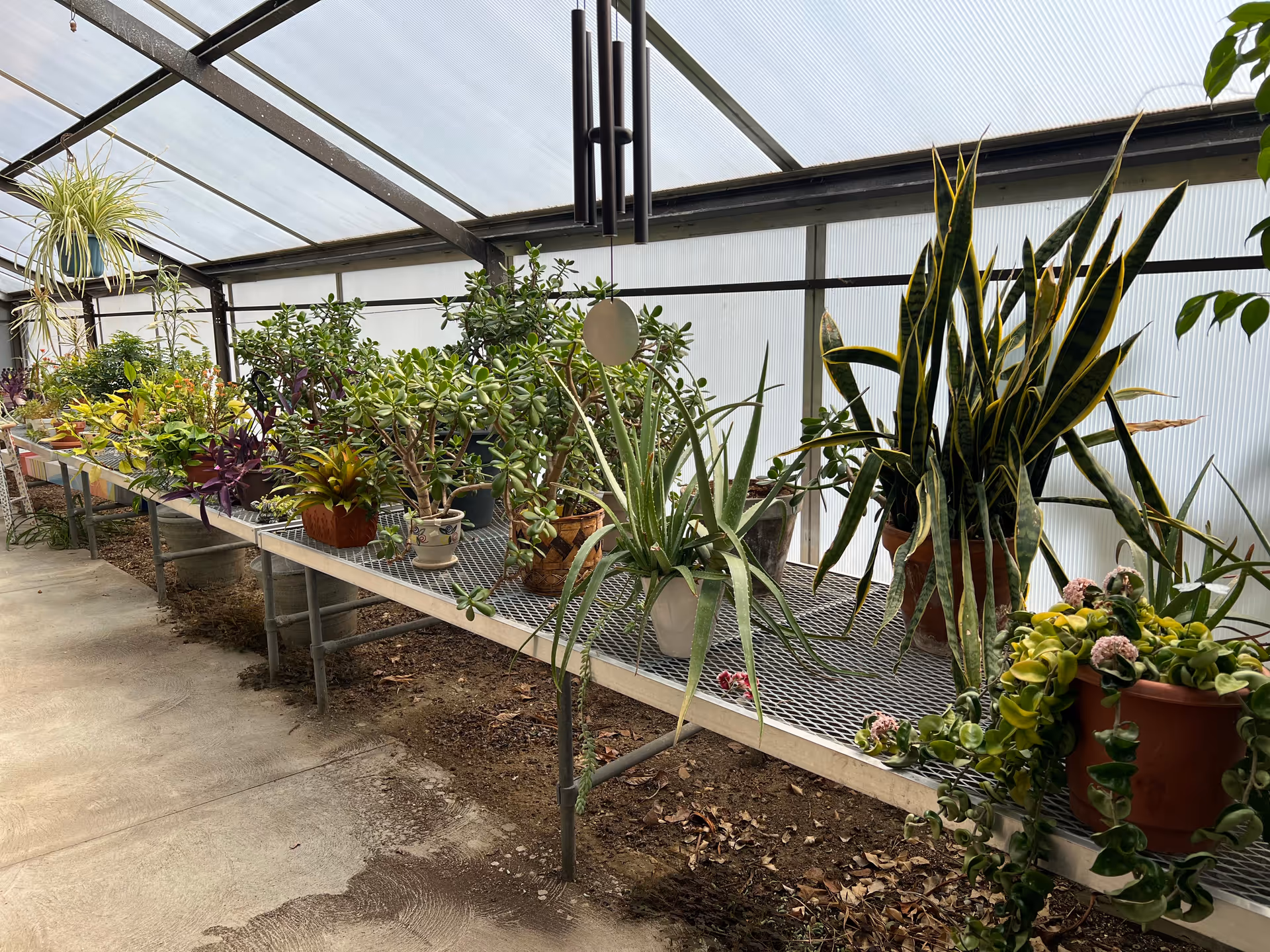 Interior view of a greenhouse with a long metal table holding various potted plants including succulents, snake plants, and hanging plants. The greenhouse has a translucent roof and walls allowing natural light to enter.
