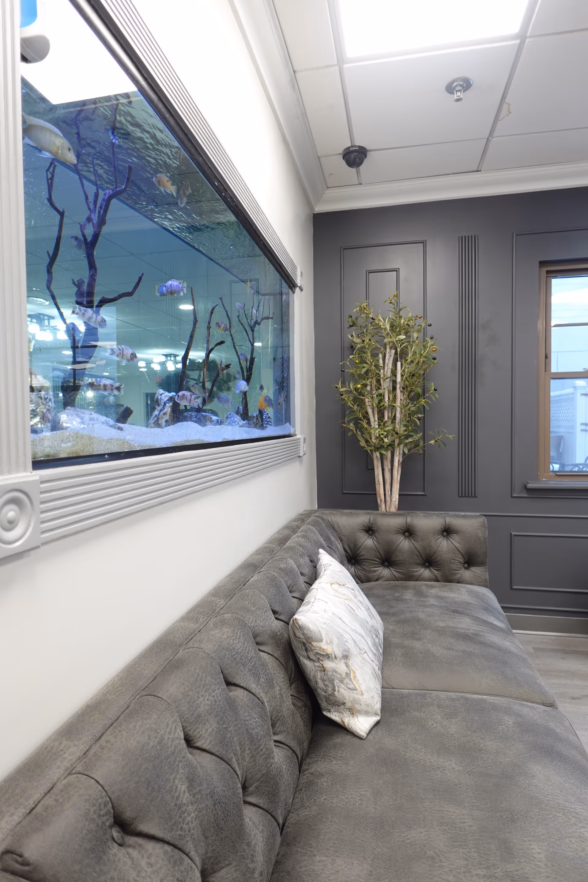 A modern interior lounge area featuring a long gray tufted sofa with a decorative pillow, a large built-in aquarium filled with fish on the left wall, a tall potted plant in the corner, and a window on the right side. The walls are painted dark gray with decorative paneling, and the ceiling has white tiles with recessed lighting.