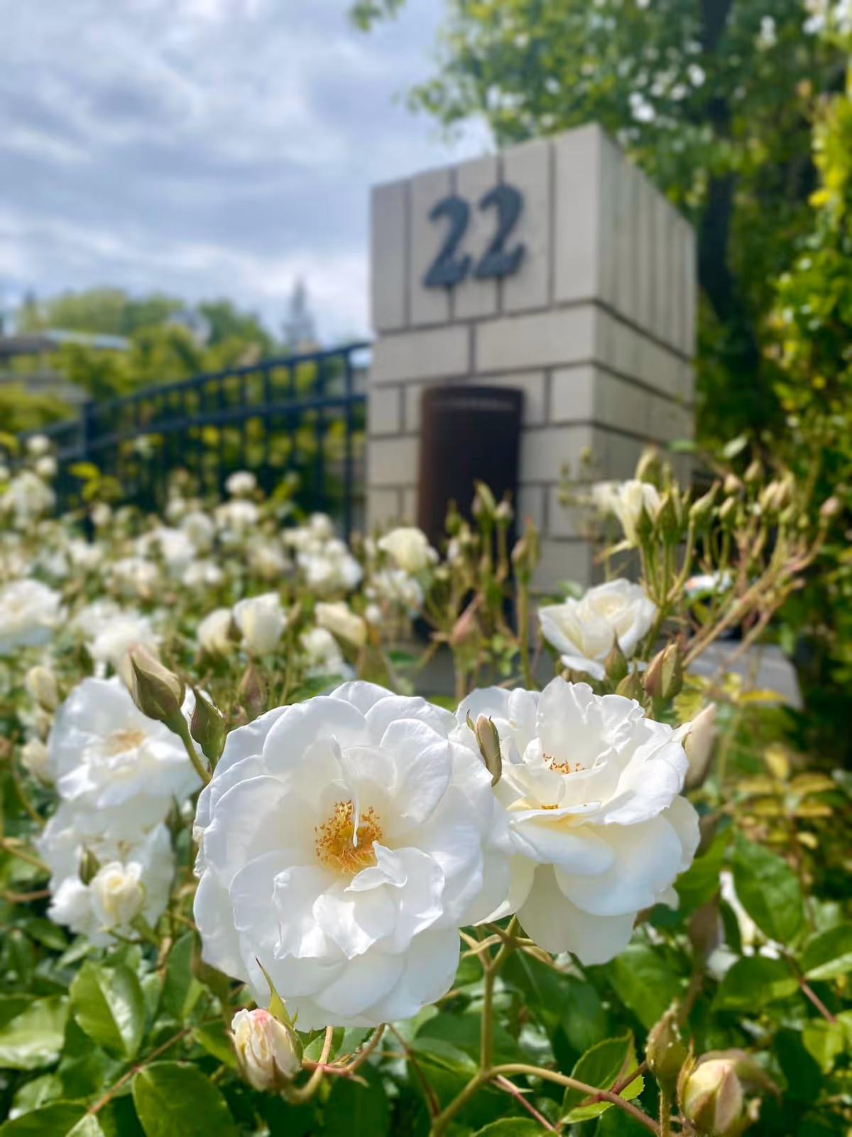 Close-up of blooming white roses with green leaves in front of a stone pillar marked with the number 22, surrounded by a black metal fence and greenery under a partly cloudy sky.