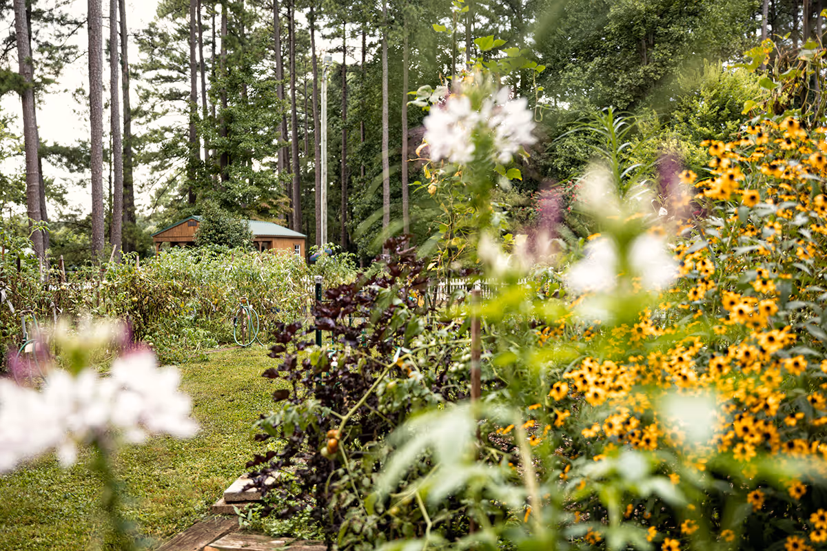 A lush garden area with various flowering plants and greenery, surrounded by tall trees. In the background, there is a small wooden shed with a green roof. The scene is vibrant and full of natural beauty.