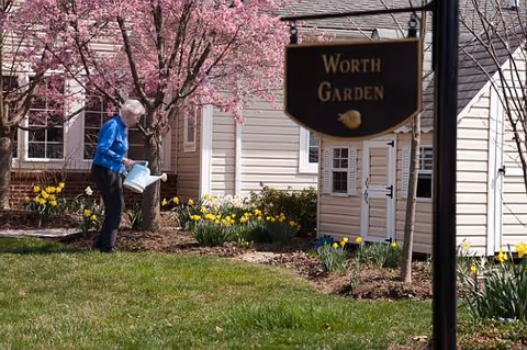 A person waters daffodils in a landscaped garden area outside a beige building beneath flowering trees and a sign reading 'Worth Garden'.