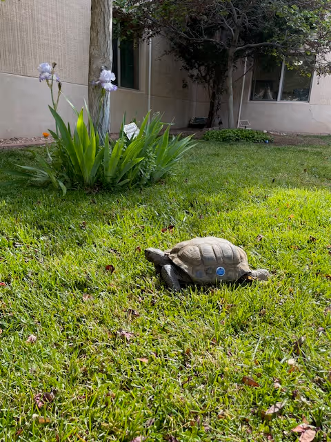 A tortoise on green grass in a garden area with a cluster of tall green plants and purple flowers nearby. In the background, there is a beige building wall with windows and a tree providing shade.
