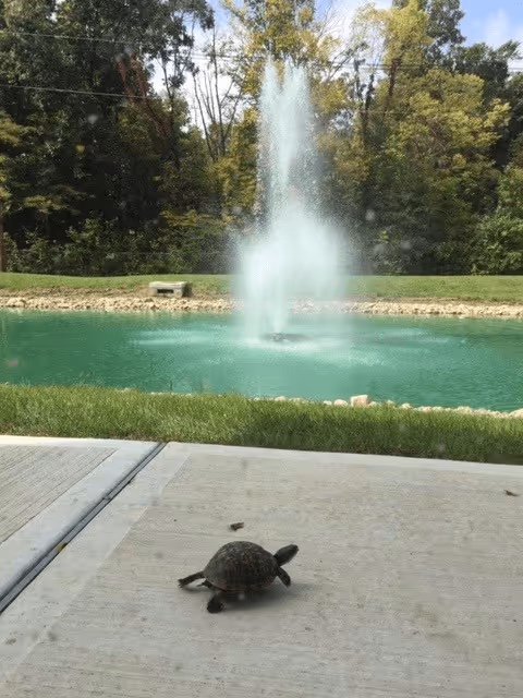 A small turtle on a concrete patio beside a pond with a central fountain and trees in the background.