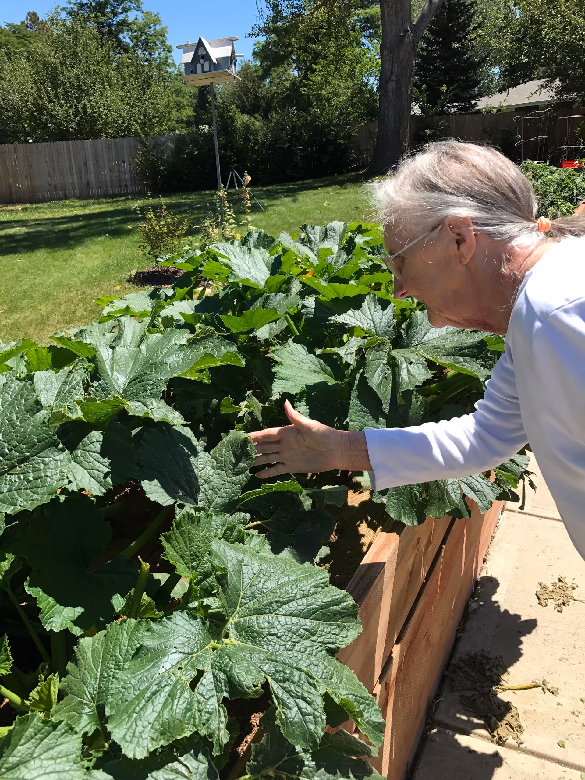 An elderly woman with gray hair tied back is tending to a raised garden bed filled with large green leafy plants in a sunny backyard. There is a wooden fence and trees in the background, along with a birdhouse on a tall pole.