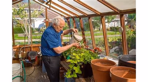 An elderly man wearing a blue shirt waters plants inside a sunlit greenhouse with large glass windows and a wooden frame. Several potted plants and gardening tools are visible around him.