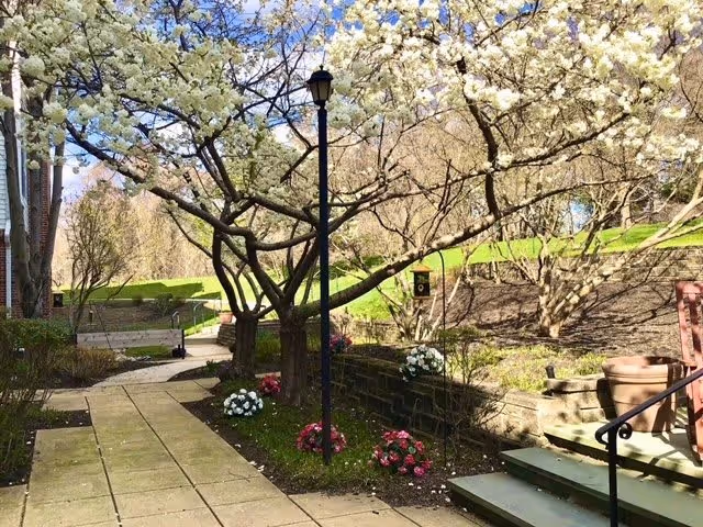 Sunlit courtyard with a paved walkway, flowering trees, a central lamppost, steps and planted flower beds.