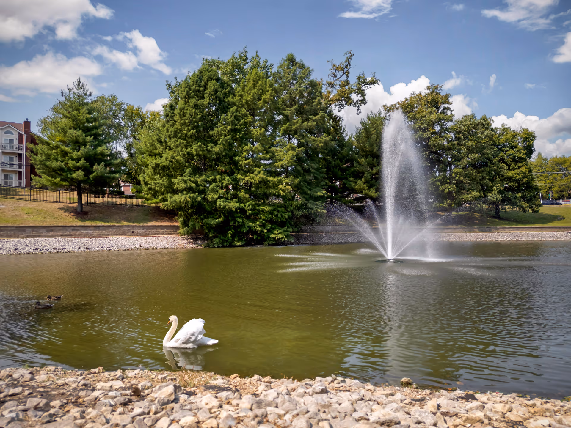 A peaceful pond with a water fountain spraying water upwards, surrounded by green trees and a rocky shoreline. A white swan and a few ducks are swimming in the pond. In the background, there is a building partially visible behind the trees under a blue sky with scattered clouds.