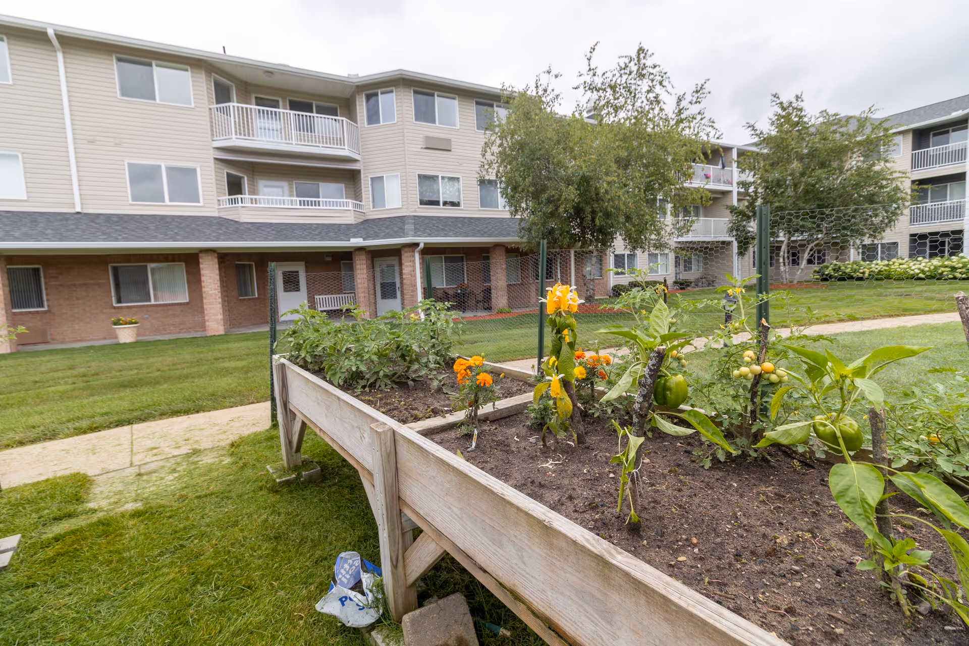 Raised garden bed with various plants and flowers growing, situated on a grassy lawn in front of a multi-story residential building with balconies and windows.