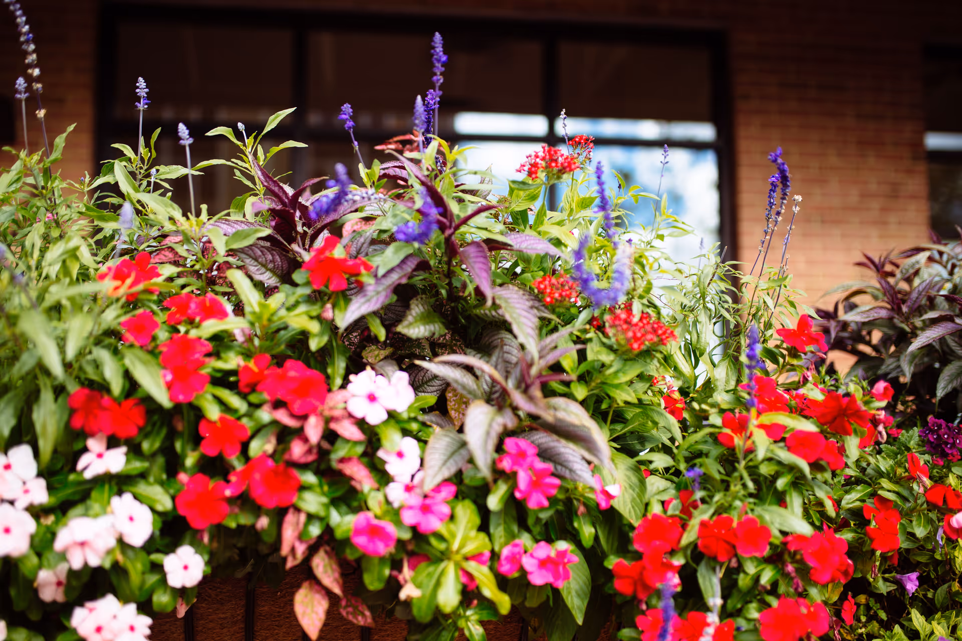 A colorful planter overflowing with red, pink, and purple flowers in front of a brick building window.