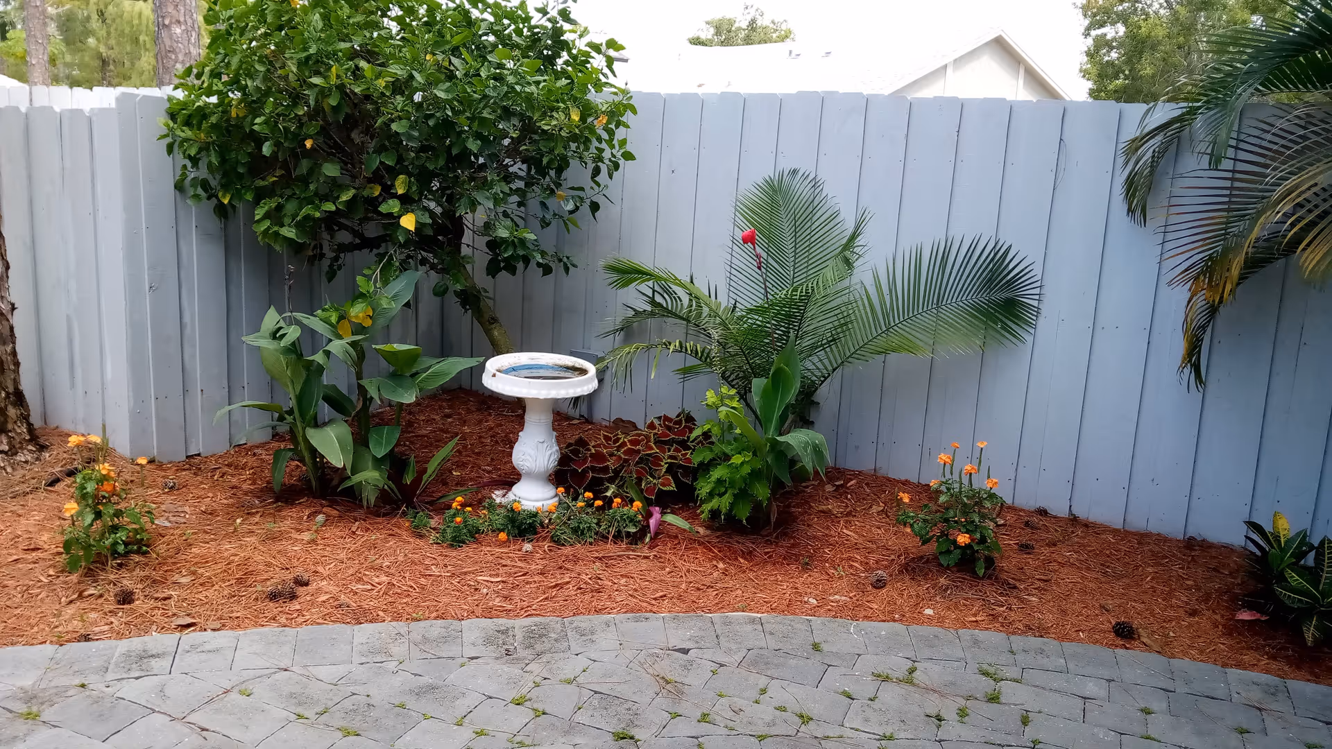 A small garden area with various plants and flowers, including a palm and a bush, surrounded by a light blue wooden fence. There is a white birdbath in the center of the garden bed, which is covered with pine straw mulch. The garden is bordered by a curved stone patio.