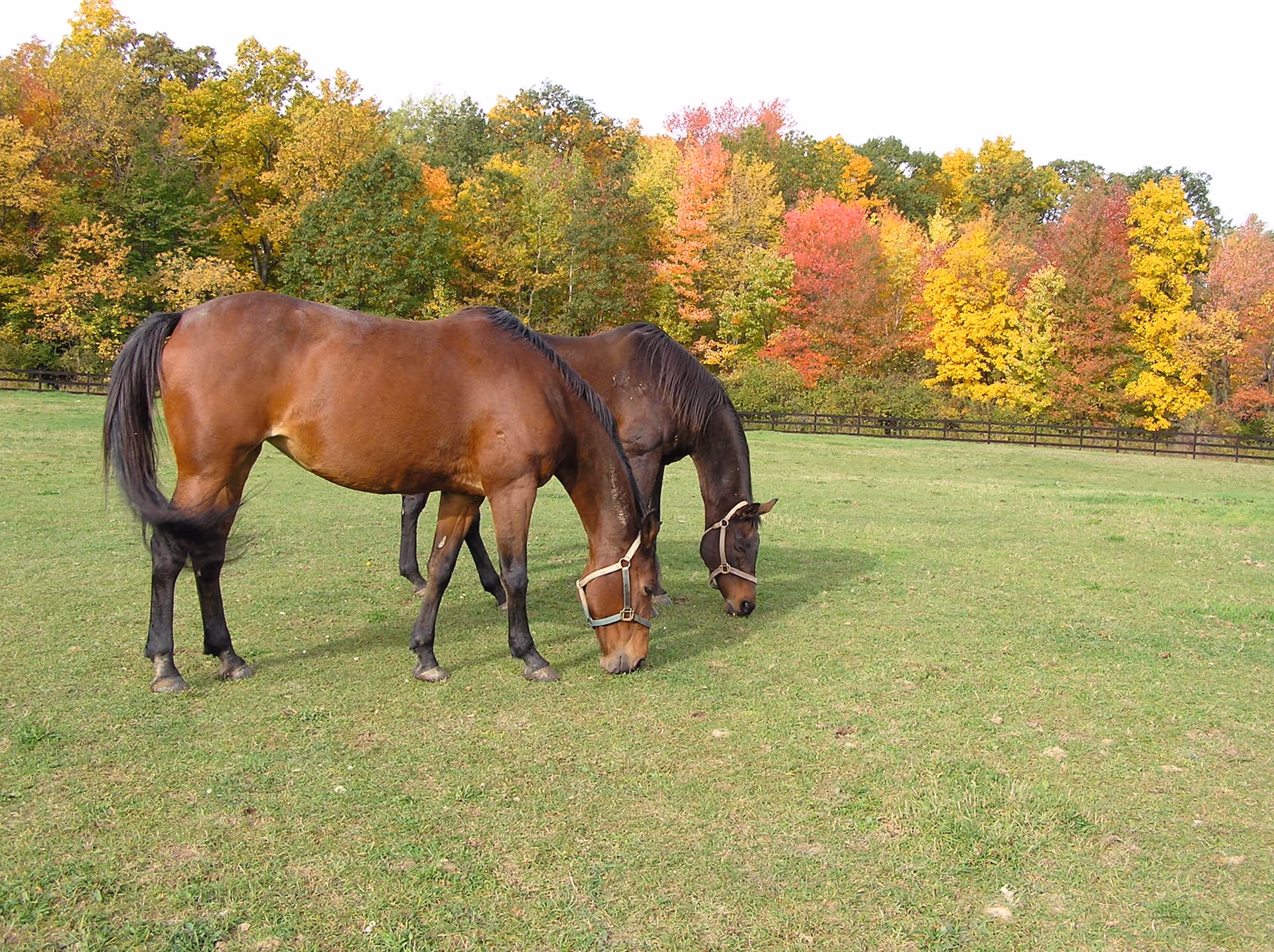 Two brown horses grazing in a grassy field with colorful autumn trees in the background.