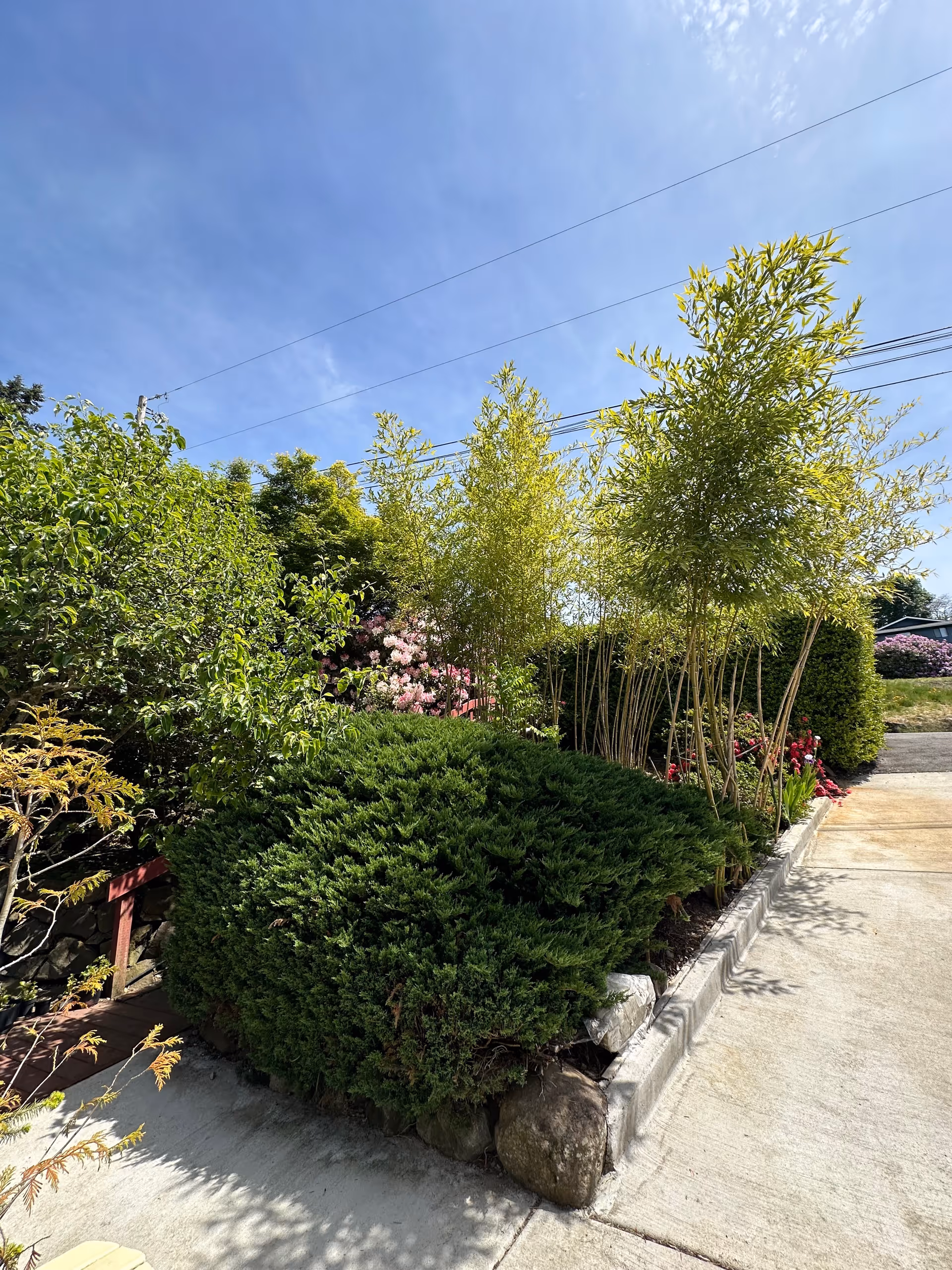 A landscaped outdoor area with various green shrubs, small trees, and flowering plants under a clear blue sky. A concrete pathway runs alongside the garden bed, which is bordered by rocks and a low concrete curb.