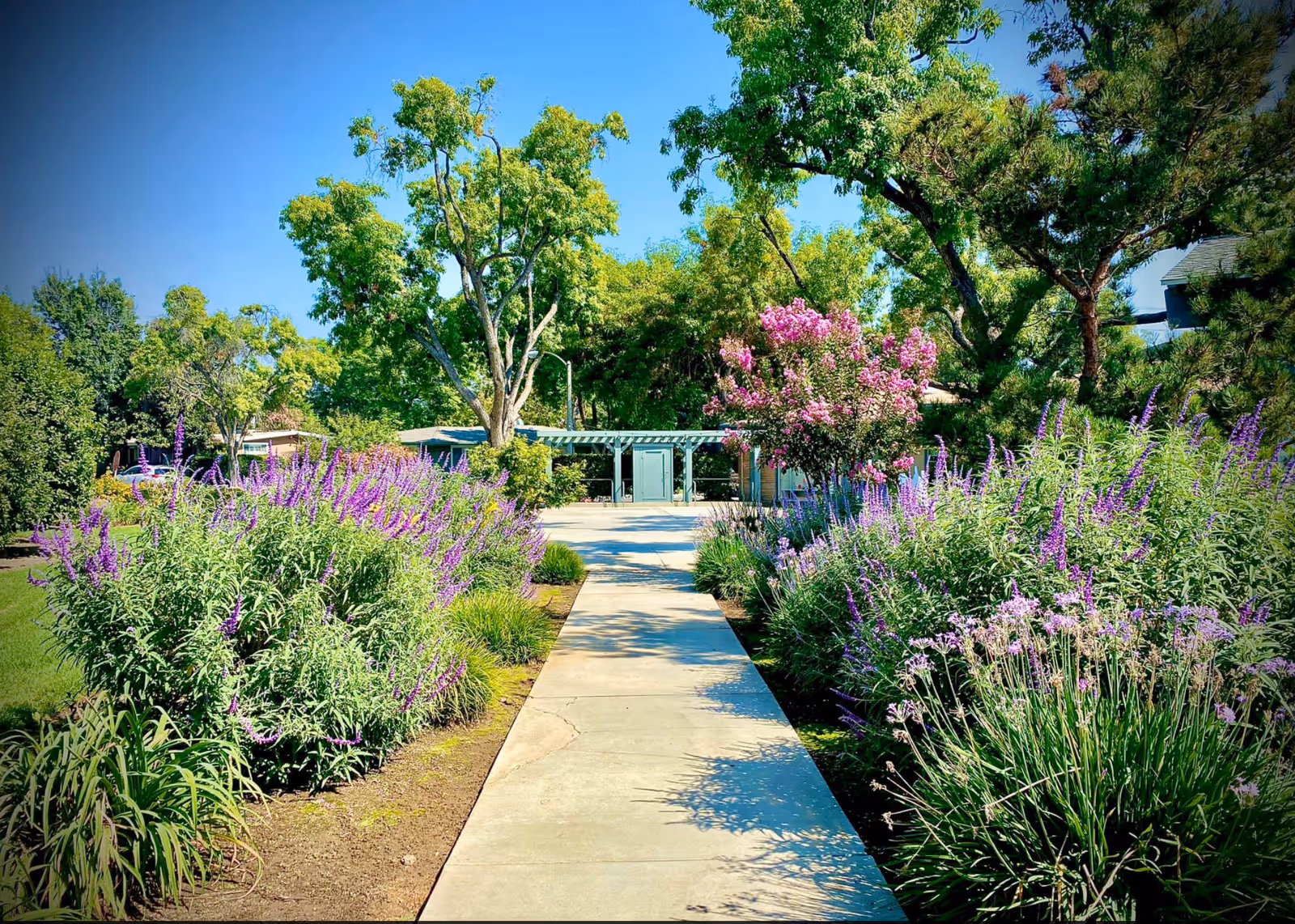 A concrete pathway leading through a garden with lush green trees and purple flowering plants on both sides under a clear blue sky.