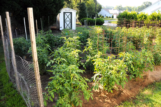 A fenced garden area with rows of green plants supported by wire cages and wooden stakes, a small white shed with a green door in the background, and houses visible further behind the garden.