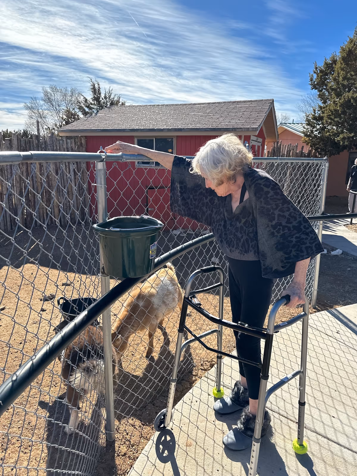 An elderly woman using a walker is standing outside next to a chain-link fence, reaching out to pet a small goat inside an enclosed area. Behind the fence, there is a red shed and some trees under a partly cloudy blue sky.
