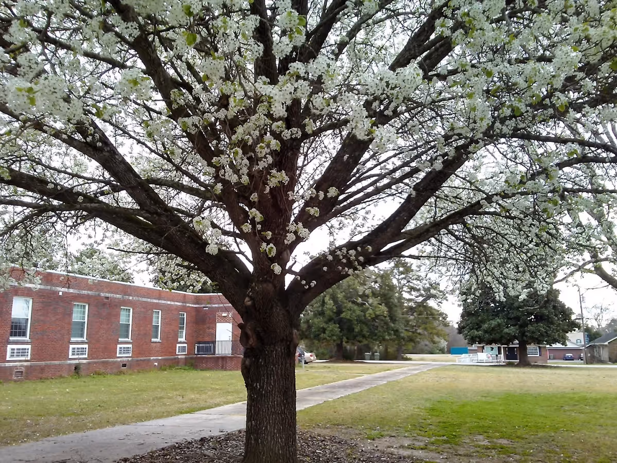 A large tree with white blossoms in full bloom stands in the foreground on a grassy area. Behind the tree, there is a single-story brick building with several windows and a concrete pathway leading away from the tree. Additional trees and a small structure are visible in the background under an overcast sky.