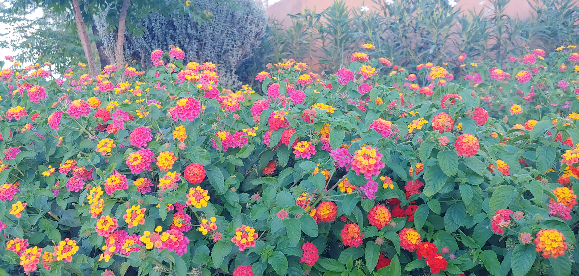 A vibrant garden bed filled with clusters of pink, red, and yellow lantana flowers surrounded by green leaves, with a large tree trunk and some foliage in the background.